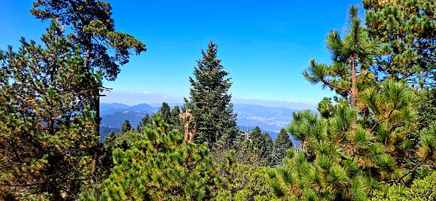 istock Trees in the Mountain 2250181300