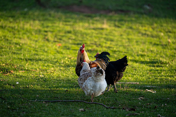 istock A small group of free-range chickens walk across a sunlit grassy field. The warm evening light highlights their feathers as they move together, creating a peaceful rural farm. 2250183904
