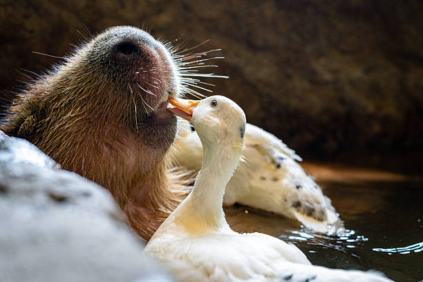 A capybara and a duck share a tender moment in the water