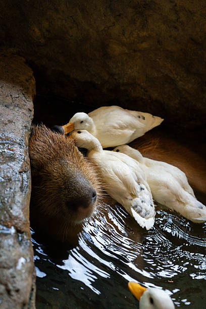 istock Capybara and ducks sharing a moment in the water, close-up view 2250184135