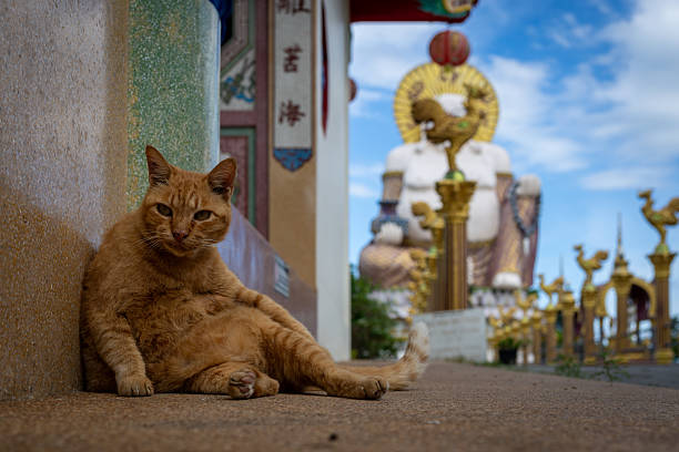 istock Ginger cat relaxing in front of a temple with a large Buddha statue 2250184436