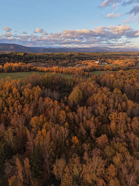 istock Colorful forest in autumn in Czechia 2250185319