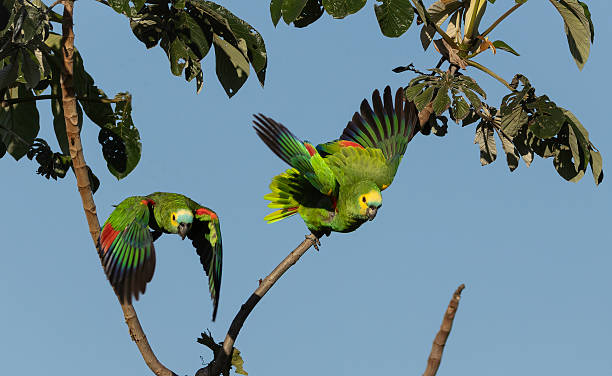 istock Two  Orange-winged parrots (Amazona amazonica)  flying towards the camera 2250188338