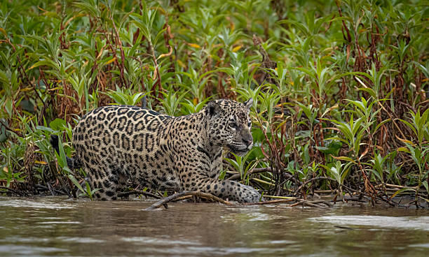 istock A female Jaguar (Panthera onca) walking along the river edge 2250188349