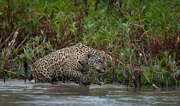 istock A female Jaguar (Panthera onca) walking along the river edge 2250188352