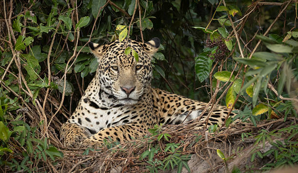 istock A jaguar (Panthera onca) sitting on the riverbank, looking out for prey 2250188528
