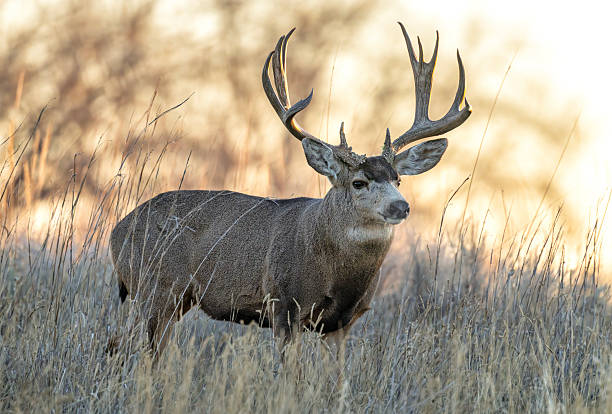 istock Mule deer during the fall rut on the plains of Colorado 2250189035