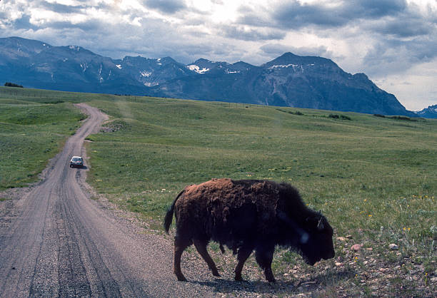 Waterton Lakes NP - Buffalo Paddock - 1989