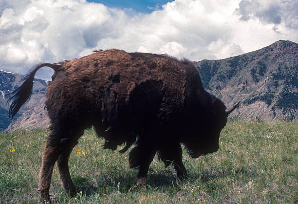 Waterton Lakes NP - Bison Close-up - 1989