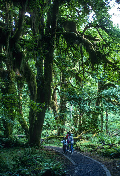 istock Olympic NP - Hoh Rain Forest - Hiking the Trail - 1989 2250189273