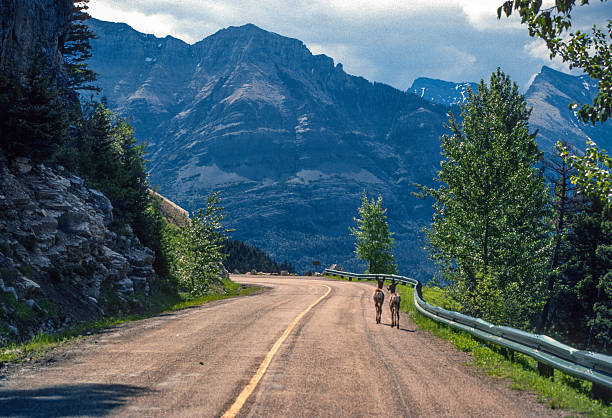 Waterton Lakes NP - Park Highway & Deer Walking - 1989