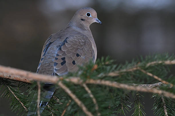 istock Mourning dove on evergreen branch, rear view 2250189438
