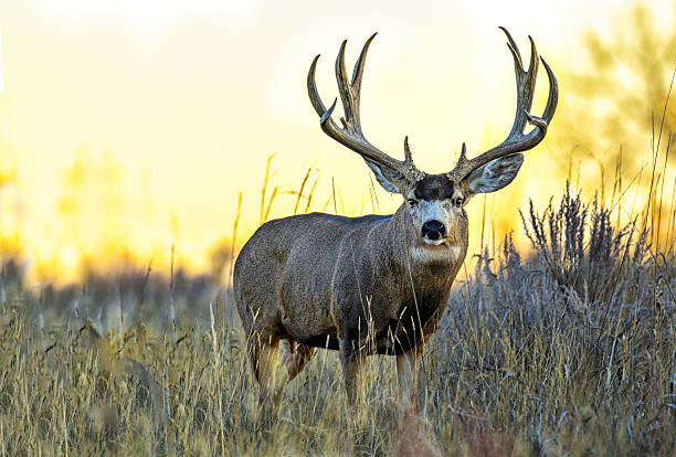 istock Mule deer during the fall rut on the plains of Colorado 2250189984