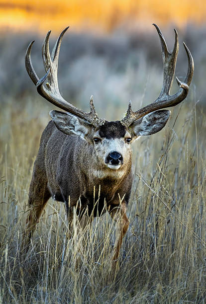 istock Mule deer during the fall rut on the plains of Colorado 2250190120