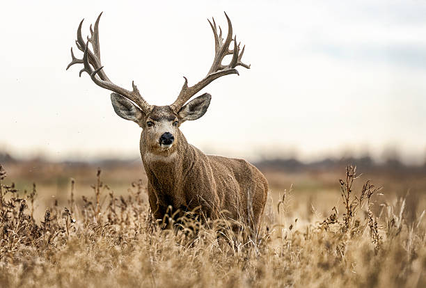istock Mule deer during the fall rut on the plains of Colorado 2250190121