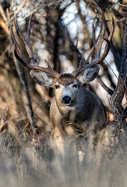 istock Mule deer during the fall rut on the plains of Colorado 2250192030