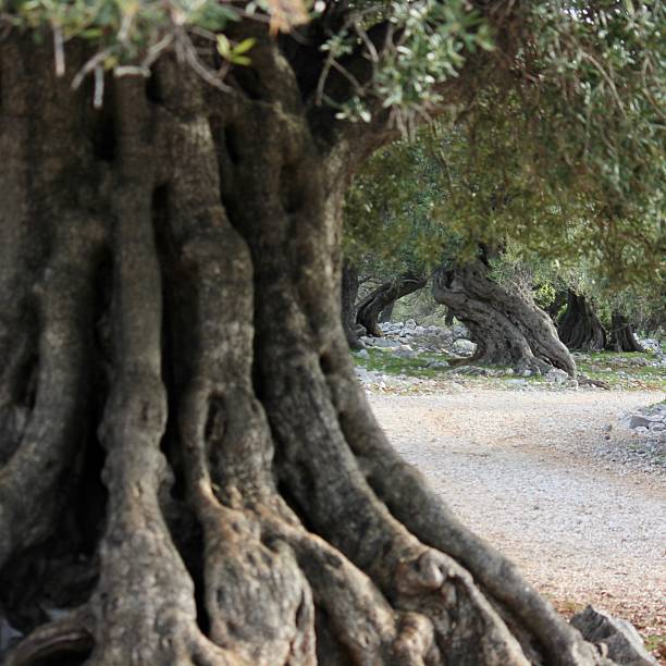 A detailed close-up of an old olive tree trunk featuring deep textures, twisted growth patterns, and a natural hollow formed over time. The intricate bark and organic shapes highlight the age and resilience of Mediterranean olive trees, with soft greenery visible in the background.