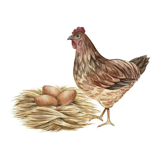A nest with chicken eggs and a mother hen nearby. Hand-drawn watercolor illustration. Three brown eggs in a straw nest. Poultry farming concept. Design element for banners, labels, packaging and more