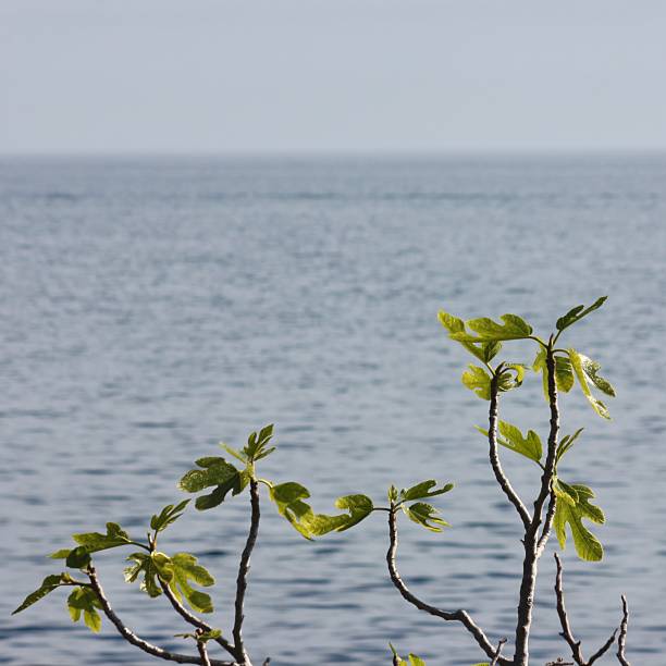 istock Fig Tree Branches With Fresh Leaves Above Calm Sea 2250193115