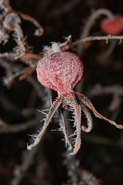 Macrophotography of a dry plant strewn with sharp frost crystals. The detailed winter texture and soft dark background blur create the atmosphere of a frosty morning.