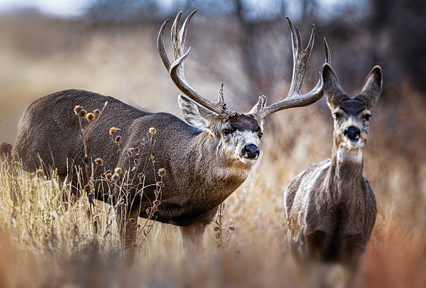 Deer in a farm pasture at dusk in rural Alberta, Canada