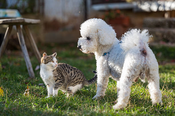 istock Dog and Cat play in the meadow. 2250193907