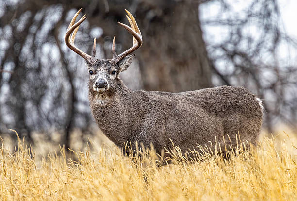 istock White-tail buck, deer portrait in river bottom on Colorado plains. 2250193967