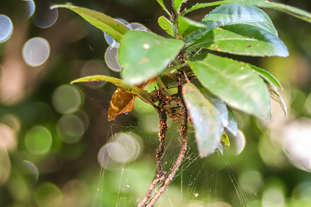 istock Macro view of a spiderweb across green leaves with bright bokeh, showing micro ecosystem balance and natural harmony. 2250194523