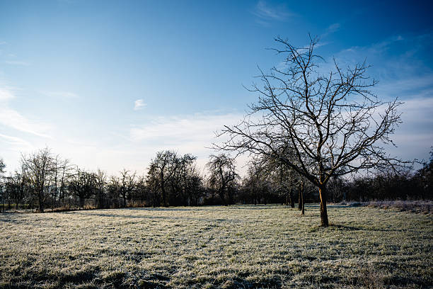 Scenic rural landscape featuring leafless fruit trees and a field blanketed in frost. Early winter sunlight casts long shadows over the orchard.