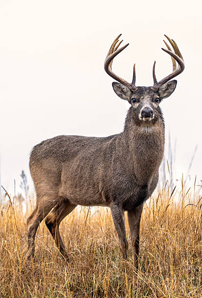 istock White-tail buck, deer portrait in river bottom on Colorado plains. 2250197450