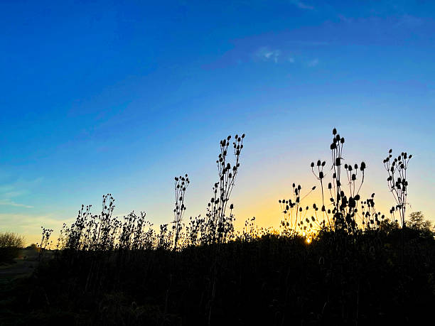 A silhouette of a field of wild teasel plants (Dipsacus fullonum) against a vibrant sky at sunrise in a field in Hertfordshire