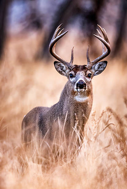 istock White-tail deer portrait in river bottom on Colorado plains. 2250200227