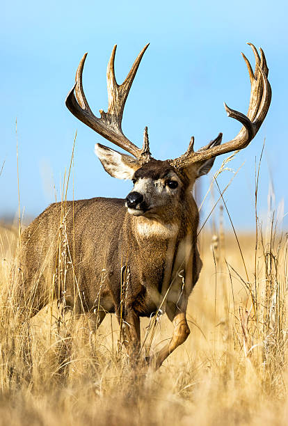 istock Mule deer during the fall rut on the plains of Colorado 2250200230