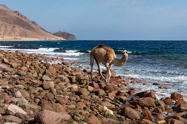Camel baby on sea beeach of Abu Galoum National Park, Sinai, Egypt