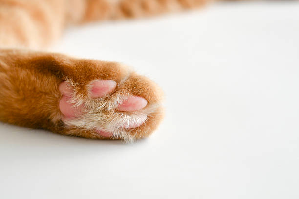 istock Ginger cat toe beans close up. Tabby cat sleeping at home. 2250202150