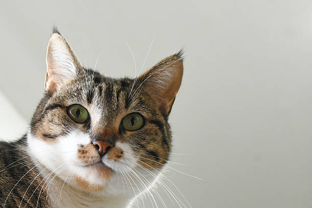 istock Tabby cat face close up. Happy cat relaxing. 2250202241