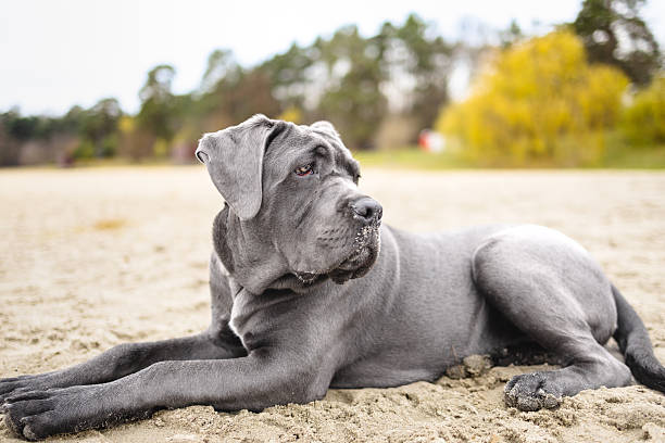 istock Adorable Two-Month-Old Cane Corso Puppy Portrait 2250204241
