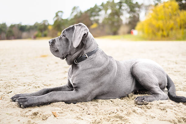 istock Adorable Two-Month-Old Cane Corso Puppy Portrait 2250204372