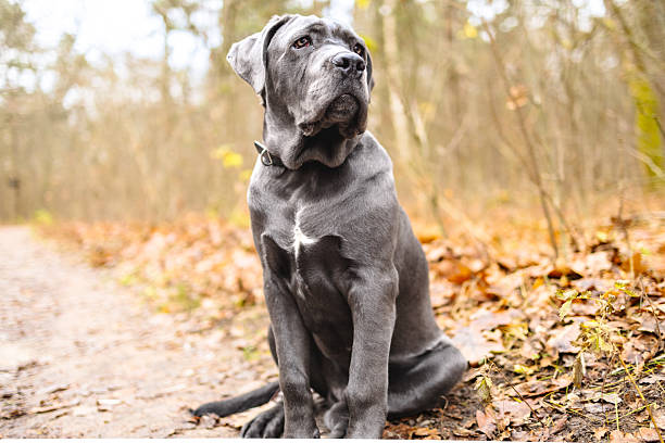 istock Adorable Two-Month-Old Cane Corso Puppy Portrait 2250205770