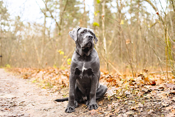 istock Adorable Two-Month-Old Cane Corso Puppy Portrait 2250206262