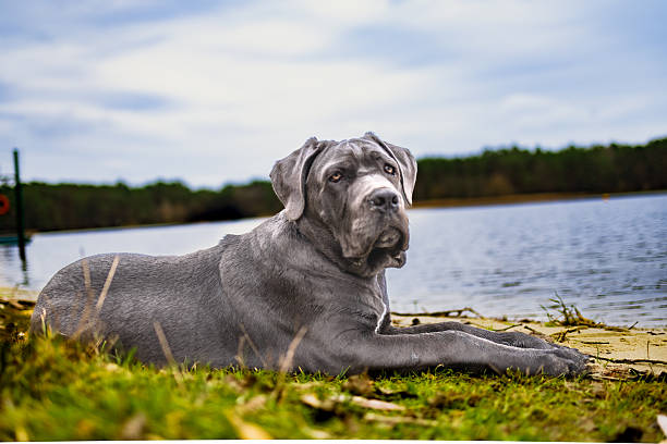 istock Adorable Two-Month-Old Cane Corso Puppy Portrait 2250206446