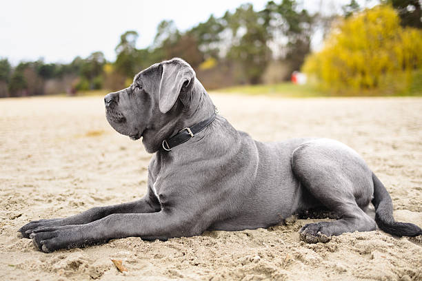 istock Adorable Two-Month-Old Cane Corso Puppy Portrait 2250206611