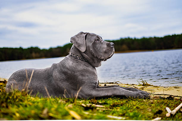 istock Adorable Two-Month-Old Cane Corso Puppy Portrait 2250206933