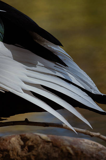Anhinga - profile