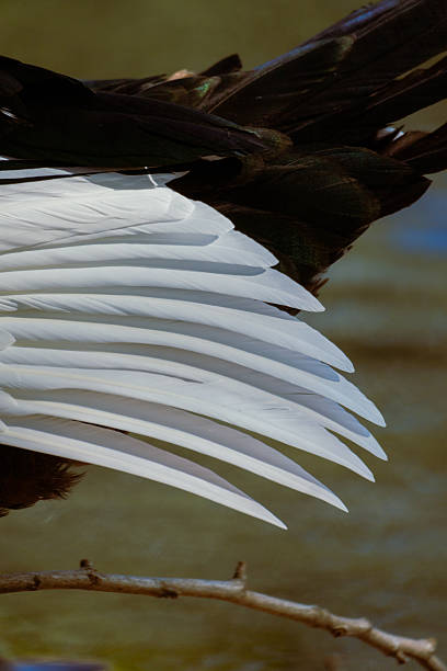 istock Closeup of white duck feathers with natural light vertical 2250209553