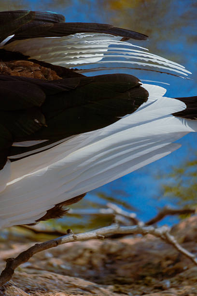 Close up of a female Anhinga spreading his wings, bird watching at Shark Valley in the Everglades National Park, Florida wildlife