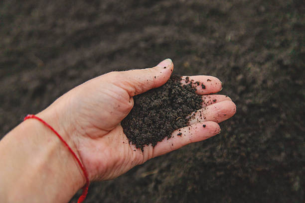 istock Man holding soil in his hands. Selective focus. 2250211928