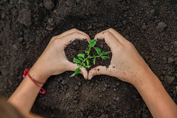 istock Child holding soil and plant in hands. Selective focus. 2250211930