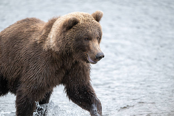 istock Portrait of Alaskan brown bear 2250213573