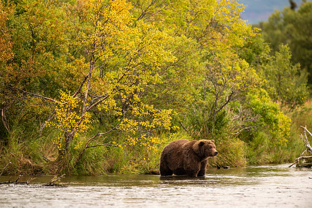 istock Alaskan brown bear standing in Brooks River 2250213588